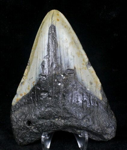 Bargain Megalodon Tooth - North Carolina #20713